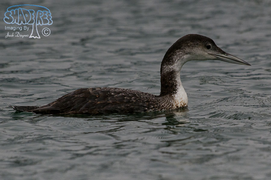Common Loon - Gavia immer