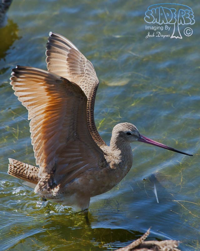 Marbled Godwit - Limosa fedoa