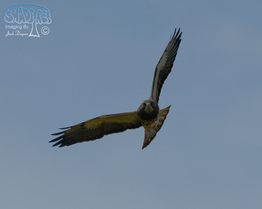 Swainson's Hawk - Buteo swainsoni