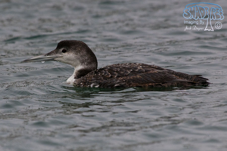 Common Loon - Gavia immer