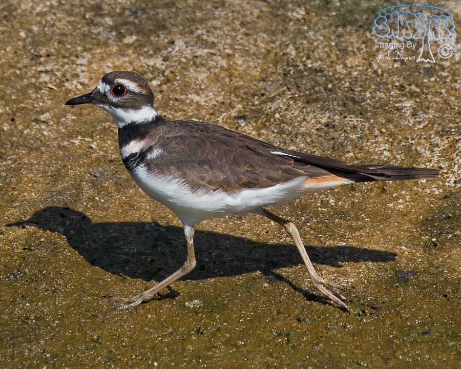 Killdeer - Charadrius vociferus