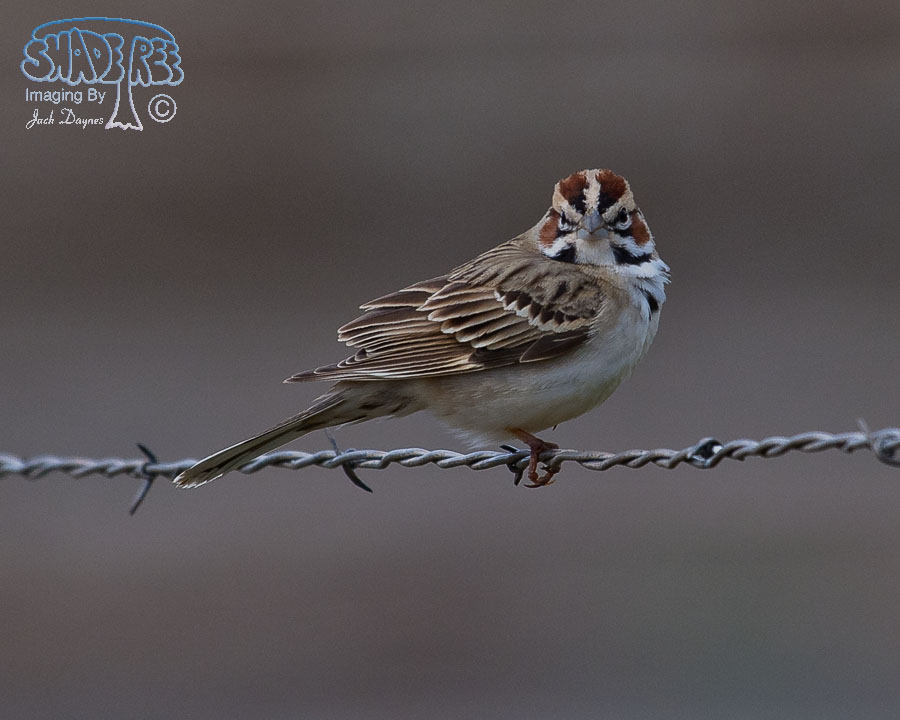 Lark Sparrow - Chondestes grammacus