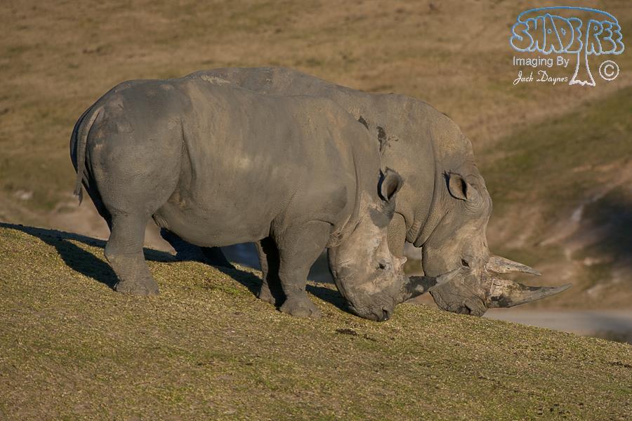 White Rhinoceros - Ceratotherium simum