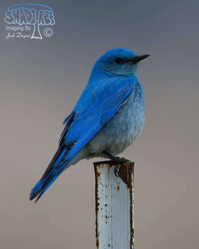 Mountain Bluebird - Sialia currucoides