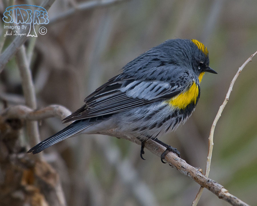 Yellow-Rumped Warbler - Setophaga coronata auduboni