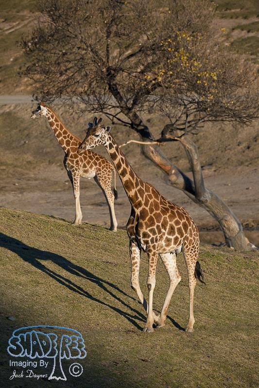 Giraffe - Giraffa camelopardalis