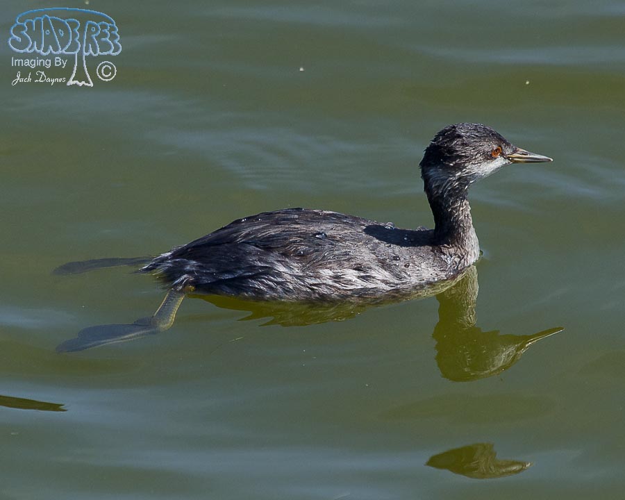 Eared Grebe - Podiceps nigricollis