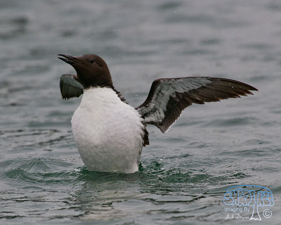 Common Murre - Uria aalge