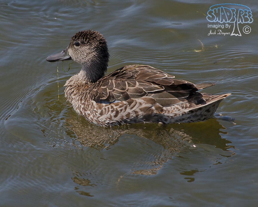 Blue-Winged Teal - Spatula discors