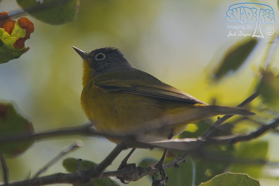Nashville Warbler - Oreothlypis ruficapilla