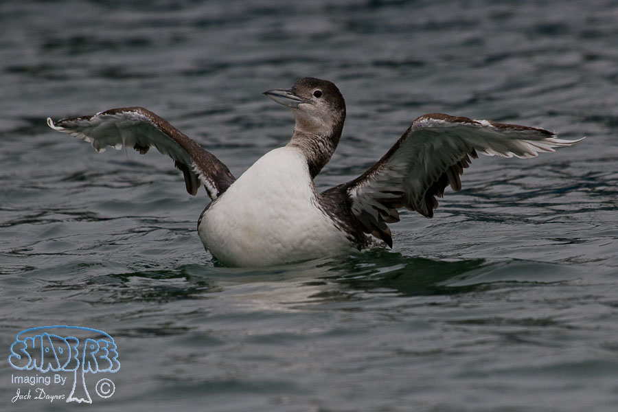 Common Loon - Gavia immer