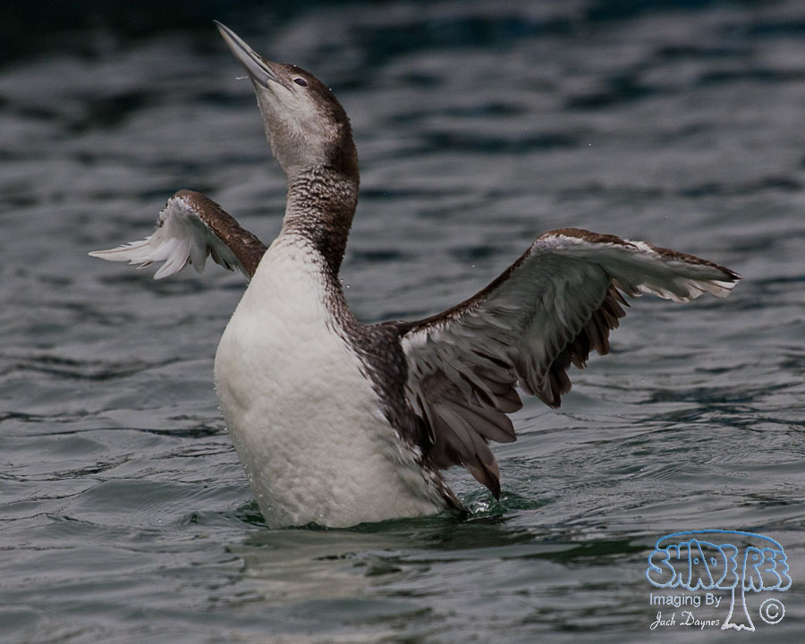 Common Loon - Gavia immer