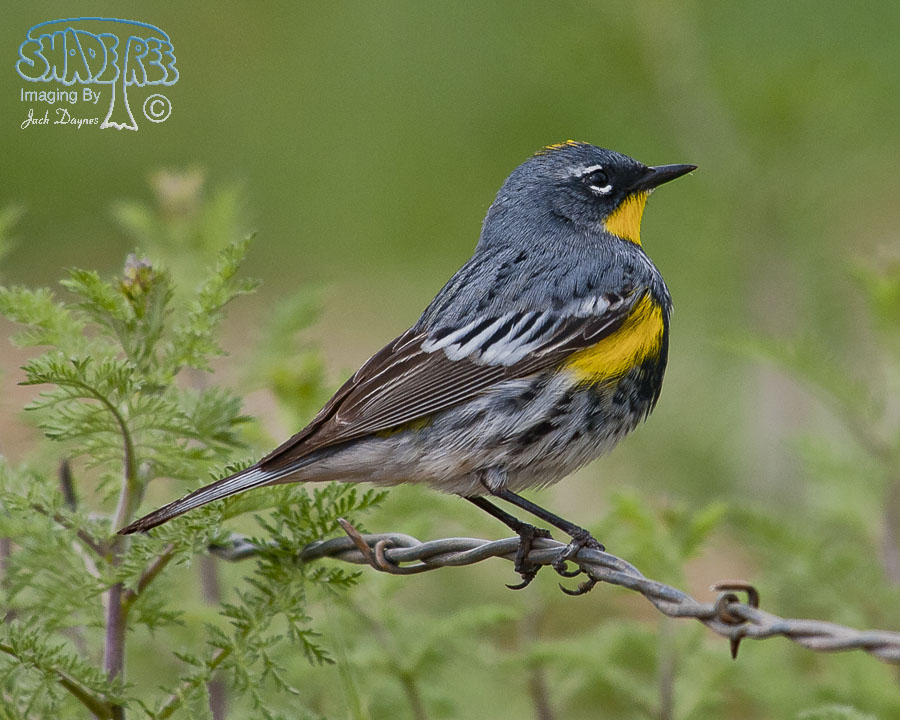 Yellow-Rumped Warbler - Setophaga coronata auduboni