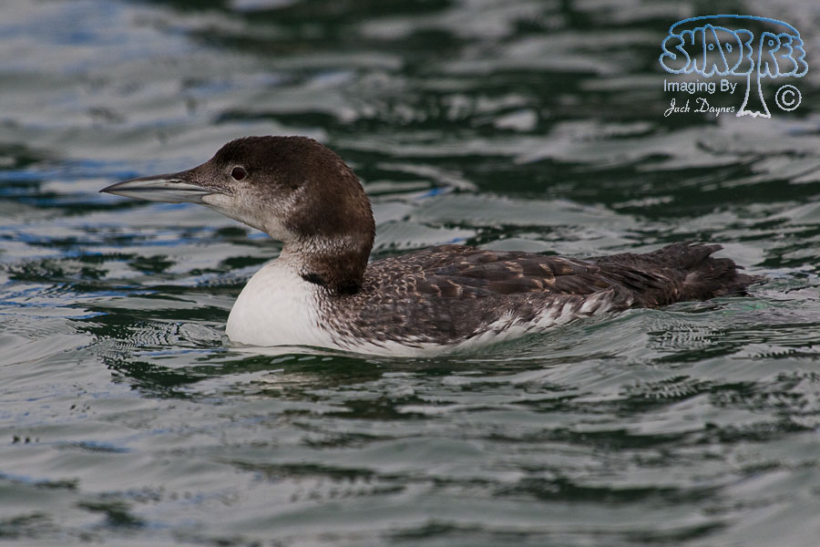 Common Loon - Gavia immer