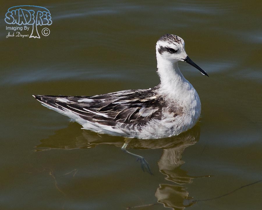Red-Necked Phalarope - Phalaropus lobatus