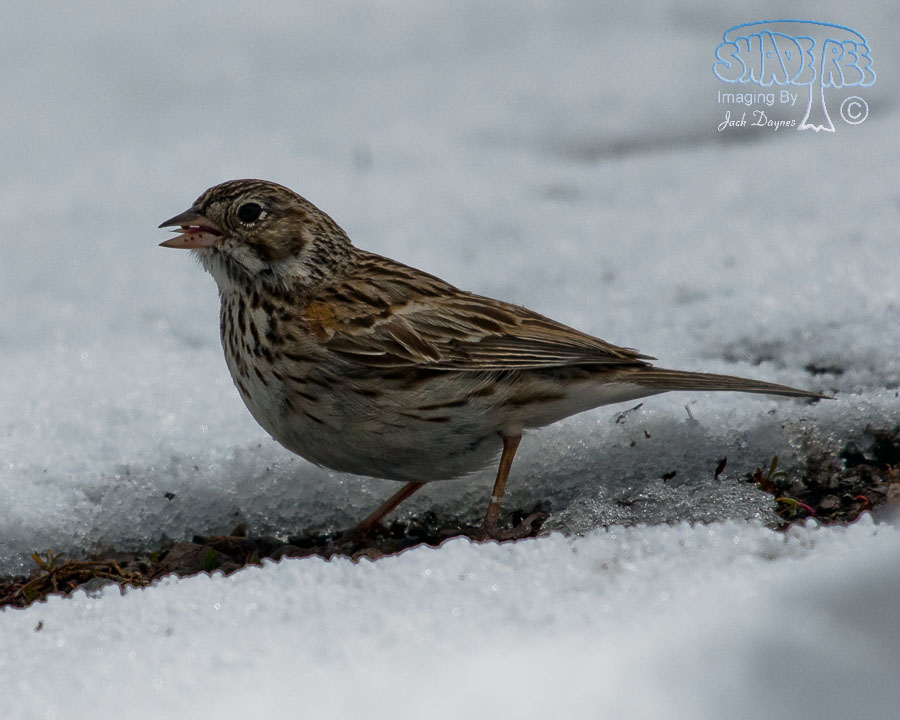Vesper Sparrow - Pooecetes gramineus