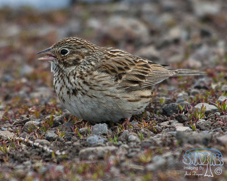 Vesper Sparrow - Pooecetes gramineus
