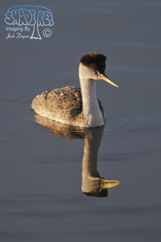 Western Grebe - Aechmophorus occidentalis