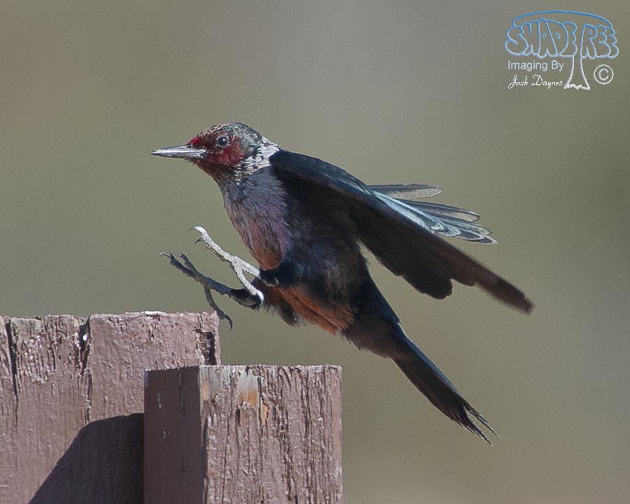 Lewis's Woodpecker - Melanerpes lewis