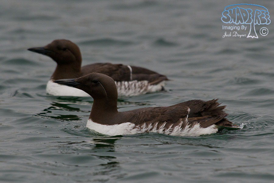 Common Murre - Uria aalge