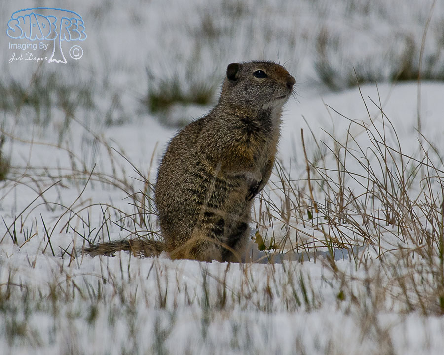 Belding's Ground Squirrel - Urocitellus beldingi