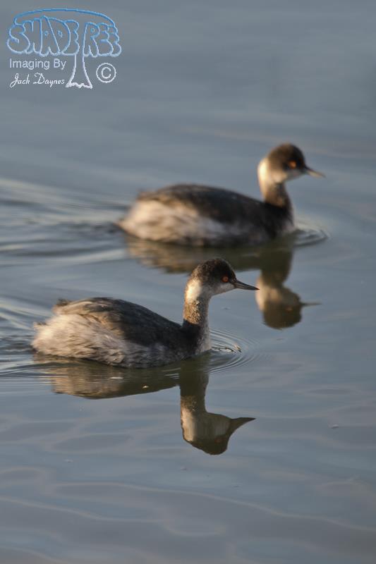 Eared Grebe - Podiceps nigricollis