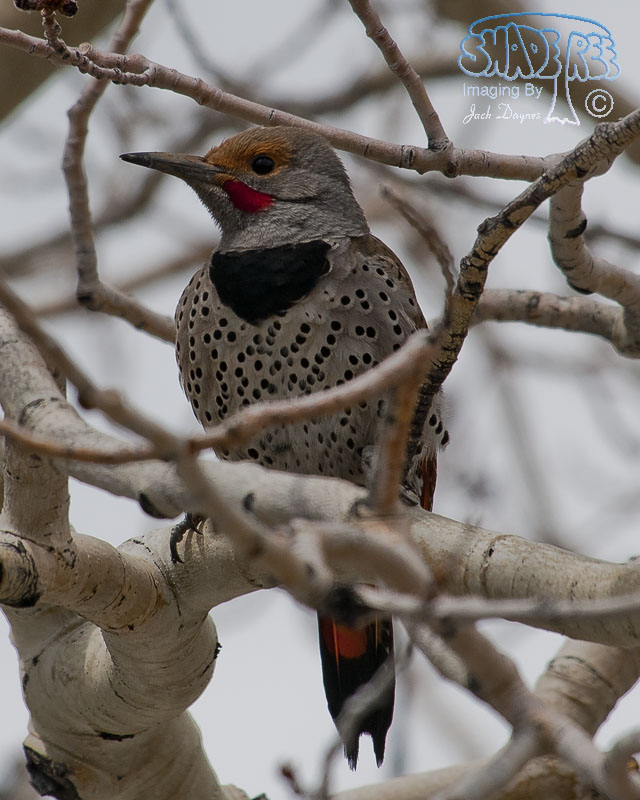 Northern Flicker - Colaptes auratus