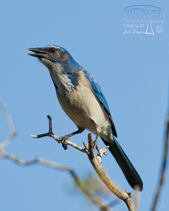California Scrub-Jay - Aphelocoma californica