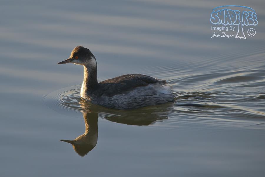Horned Grebe - Podiceps auritus