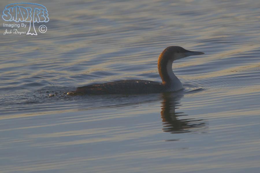 Pacific Loon - Gavia pacifica