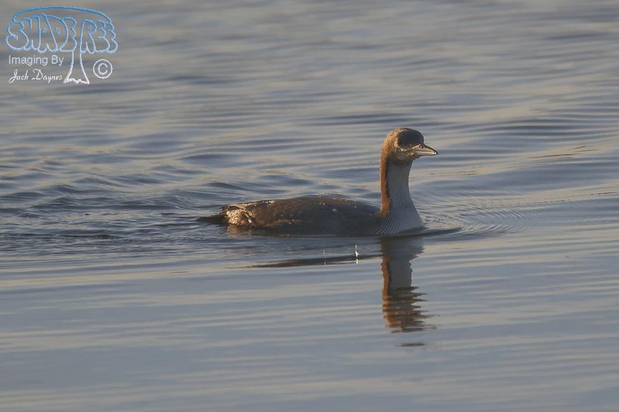 Pacific Loon - Gavia pacifica