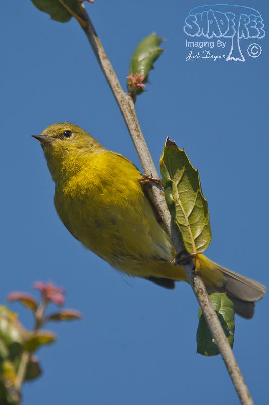 Orange-Crowned Warbler - Leiothlypis celata