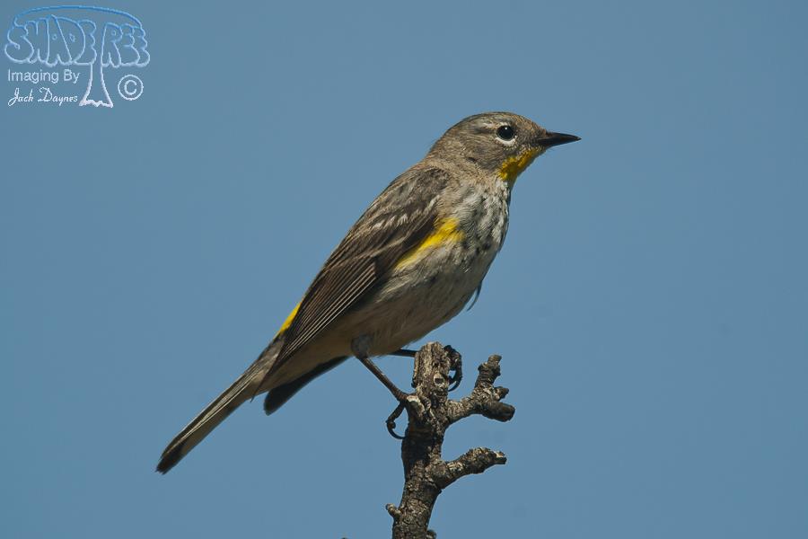 Yellow-Rumped Warbler - Setophaga coronata auduboni