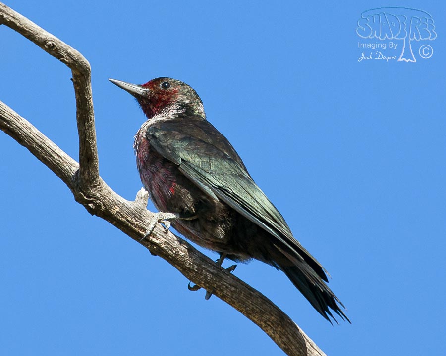 Lewis's Woodpecker - Melanerpes lewis
