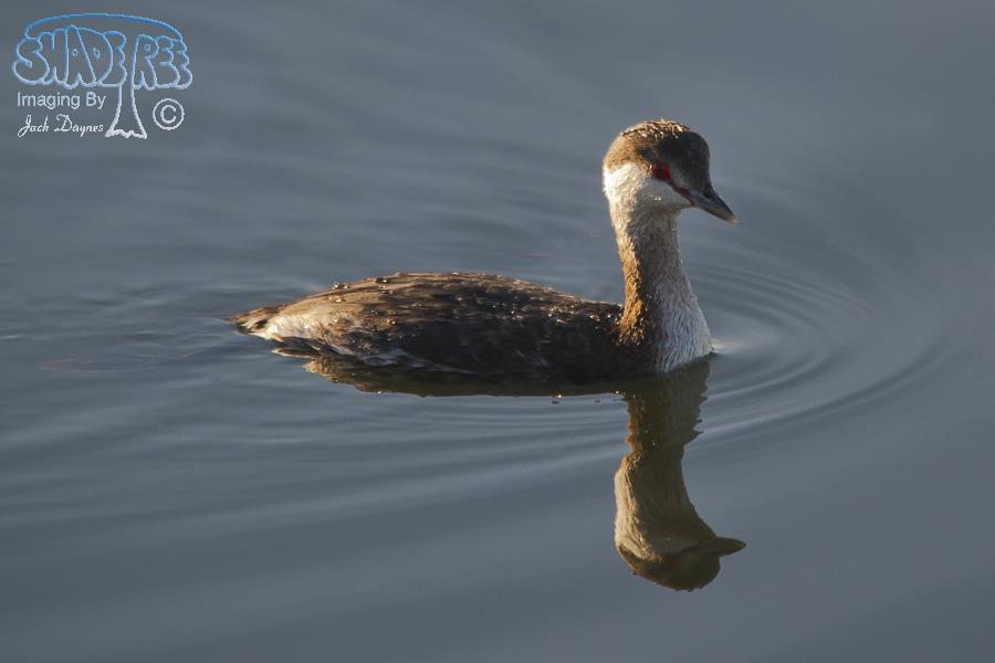 Horned Grebe - Podiceps auritus
