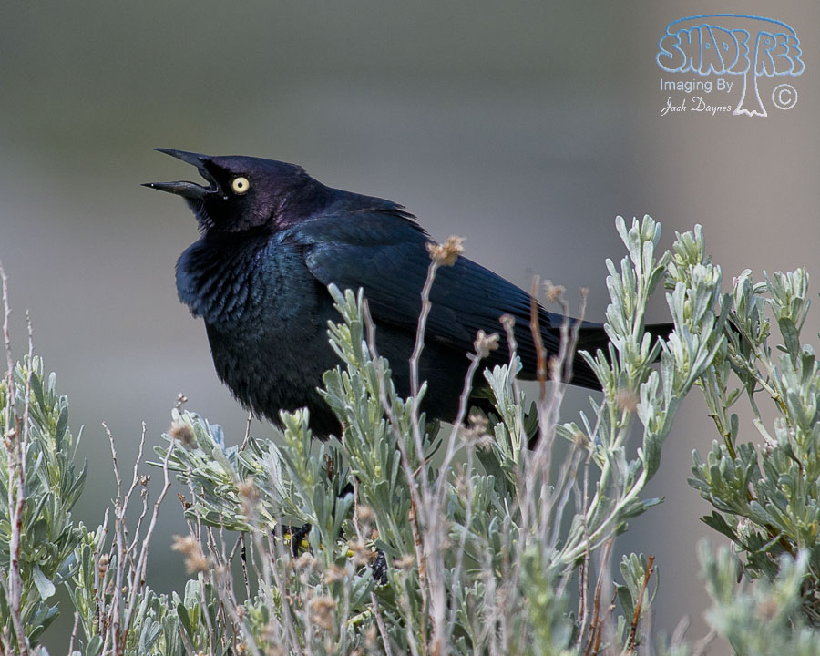 Brewer's Blackbird - Euphagus cyanocephalus