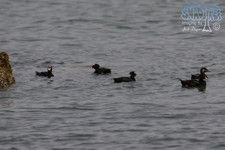 Surf Scoter - Melanitta perspicillata