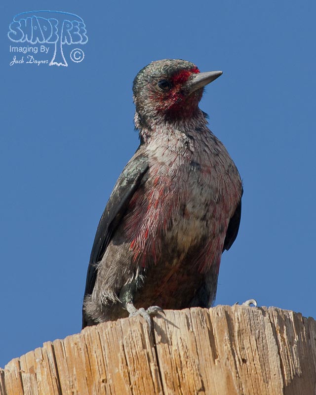 Lewis's Woodpecker - Melanerpes lewis