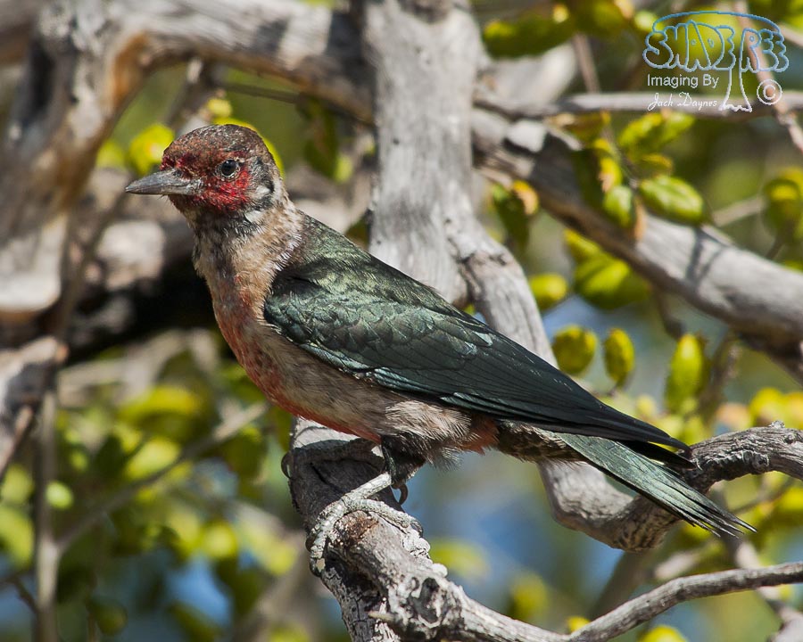 Lewis's Woodpecker - Melanerpes lewis