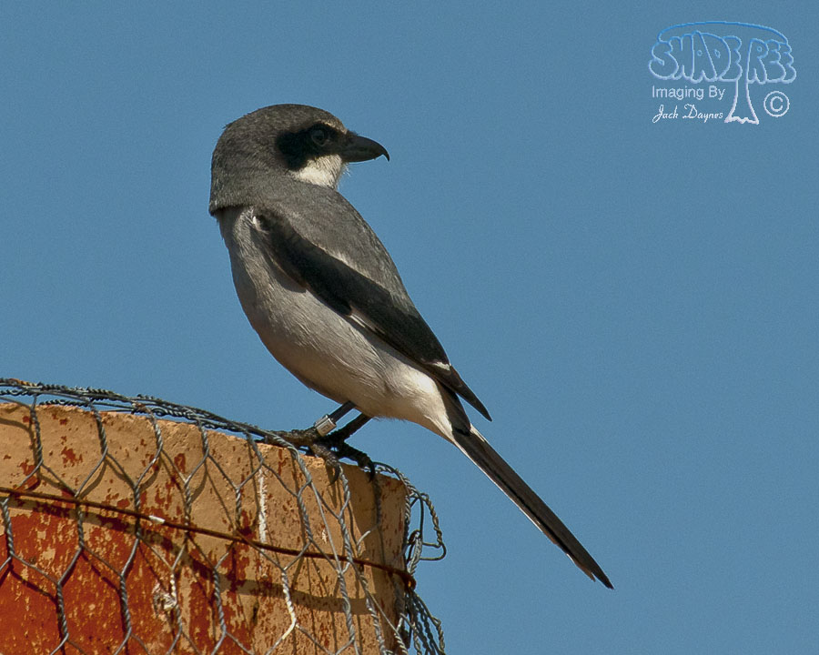 Loggerhead Shrike - Lanius ludovicianus