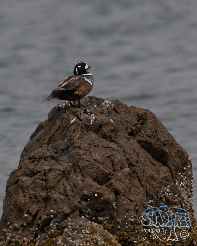 Harlequin Duck - Histrionicus histrionicus