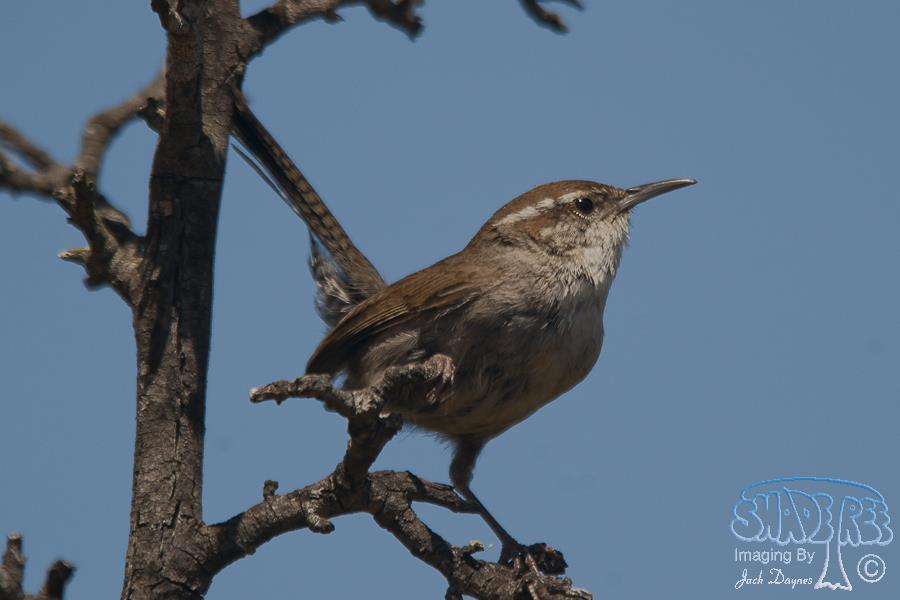 Bewick's Wren - Thryomanes bewickii
