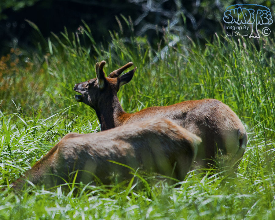 Roosevelt Elk - Cervus canadensis roosevelti