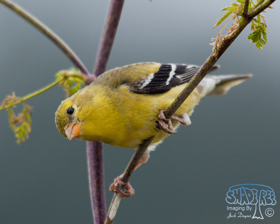 American Goldfinch - Spinus tristis