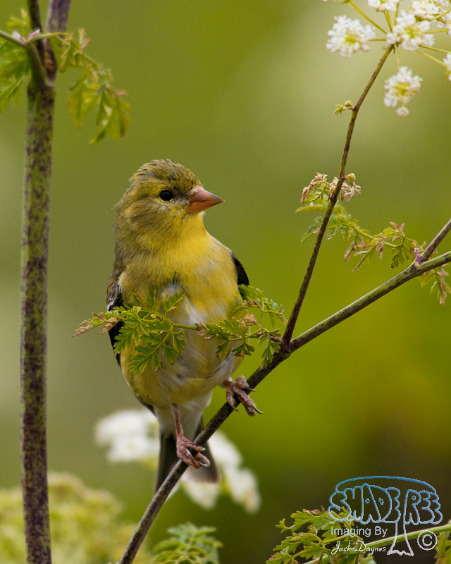 American Goldfinch - Spinus tristis