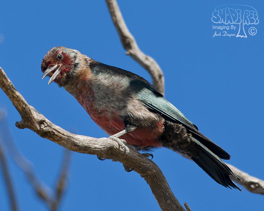 Lewis's Woodpecker - Melanerpes lewis