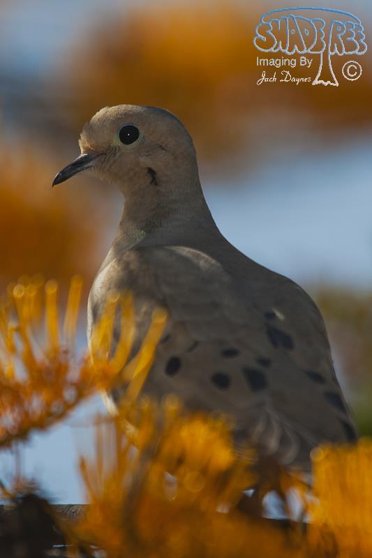 Mourning Dove - Zenaida macroura