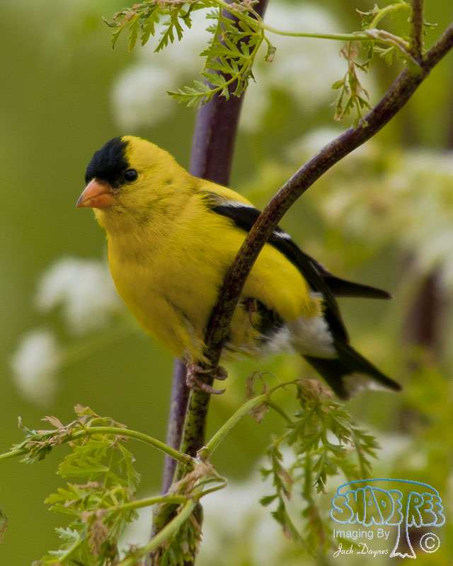 American Goldfinch - Spinus tristis