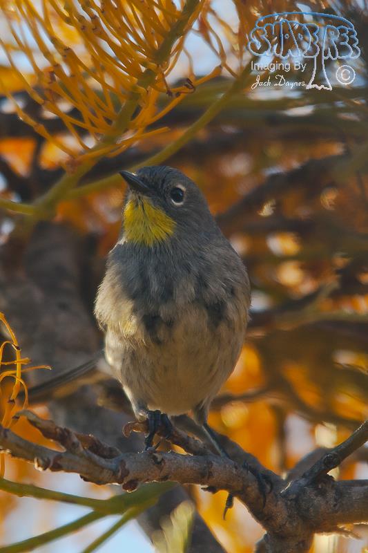 Yellow-Rumped Warbler - Setophaga coronata auduboni