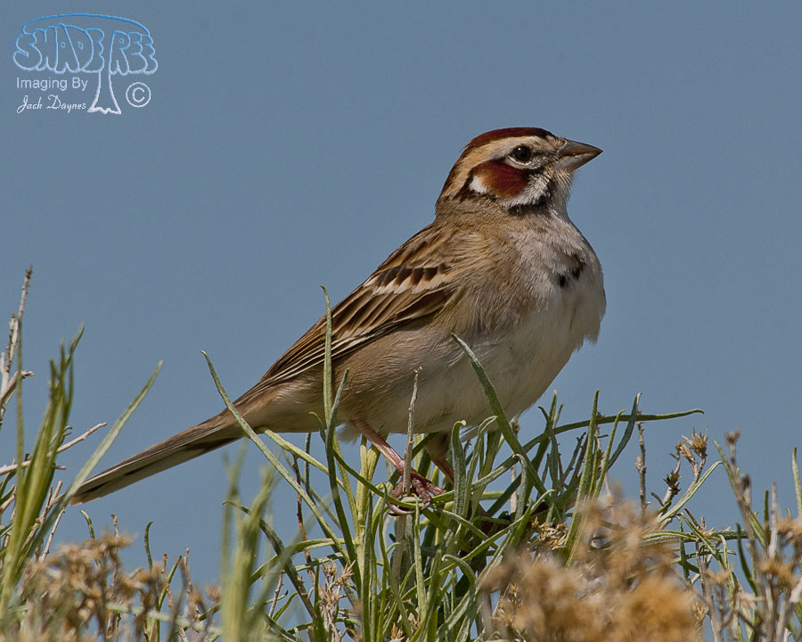 Lark Sparrow - Chondestes grammacus